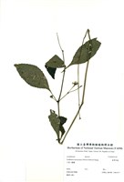 藏品(臺灣馬藍)的圖片